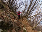 49 Carpini neri piegati dal vento